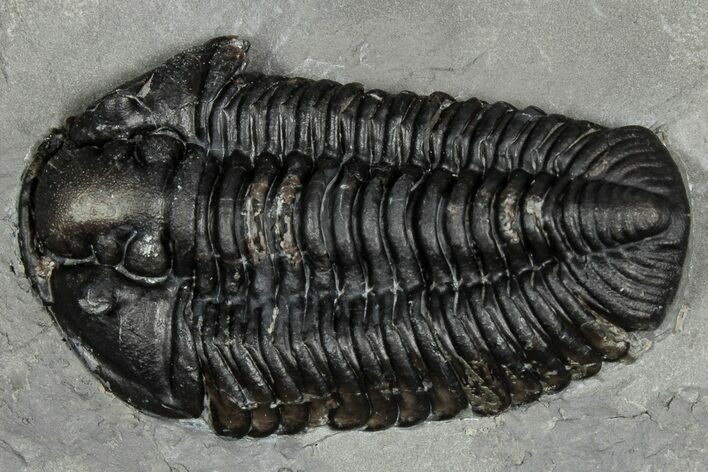 Calymene Niagarensis Trilobite Fossil - New York #357070